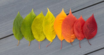 Autumn leaves rainbow color gradient. Autumn season change concept.
