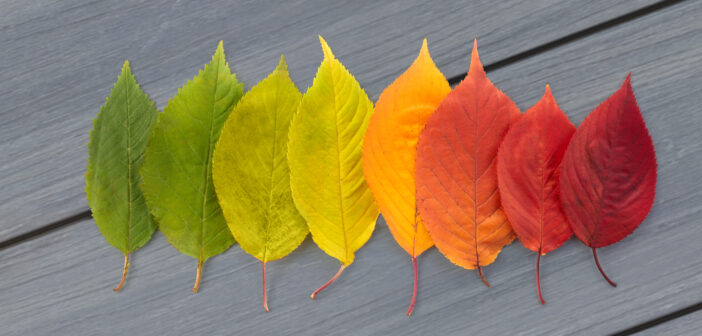 Autumn leaves rainbow color gradient. Autumn season change concept.